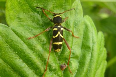 <i>Clytus arietis</i>