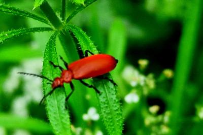 <i>Pyrochroa serraticornis</i>