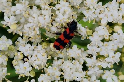 <i>Trichodes alvearius</i>