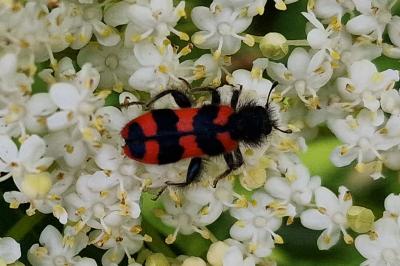 <i>Trichodes alvearius</i>