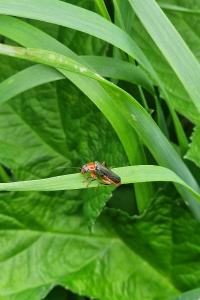 <i>Cantharis pellucida</i>