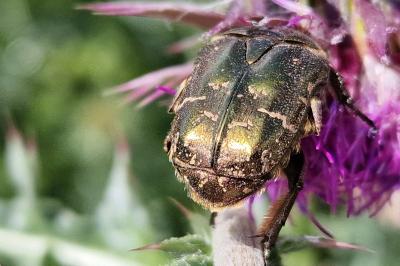 <i>Potosia cuprea</i>