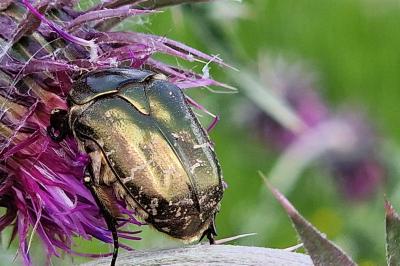 <i>Potosia cuprea</i>