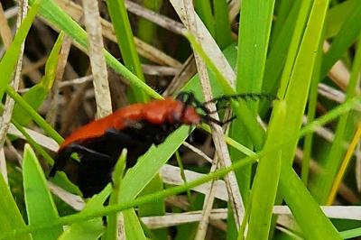 <i>Pyrochroa serraticornis</i>