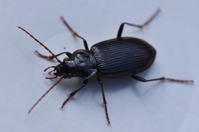 <i>Nebria salina</i>