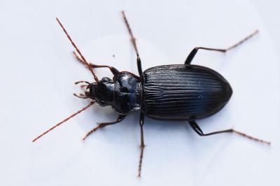 <i>Nebria salina</i>