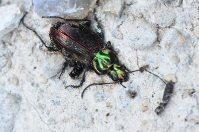 <i>Agonum sexpunctatum</i>