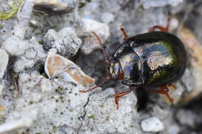 <i>Chrysolina bankii</i>