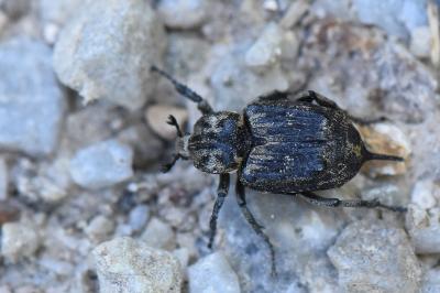 <i>Valgus hemipterus</i>