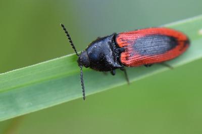 <i>Ampedus sanguinolentus</i>