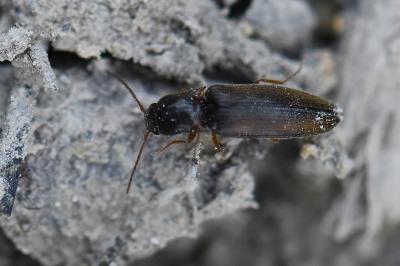 <i>Agriotes acuminatus</i>