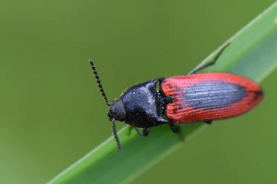 <i>Ampedus sanguinolentus</i>
