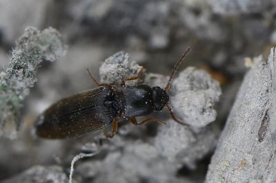 <i>Agriotes acuminatus</i>