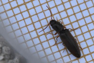 <i>Agriotes acuminatus</i>