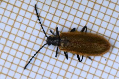 <i>Lagria hirta</i>