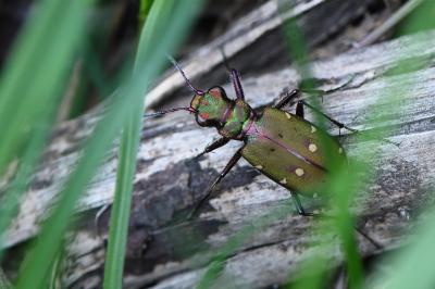 <i>Cicindela campestris</i>