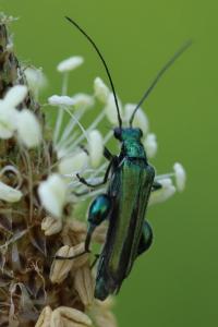 <i>Oedemera nobilis</i>