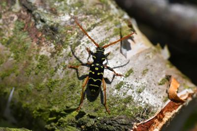 <i>Plagionotus arcuatus</i>