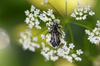 <i>Anoplodera sexguttata</i>