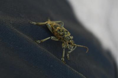 <i>Rhagium sycophanta</i>
