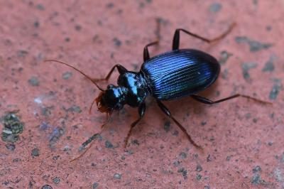 <i>Leistus spinibarbis</i>