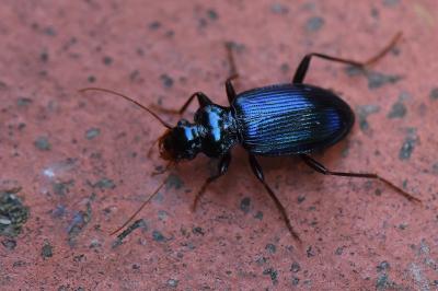 <i>Leistus spinibarbis</i>