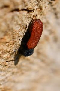<i>Bostrichus capucinus</i>