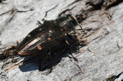 <i>Chrysobothris affinis</i>