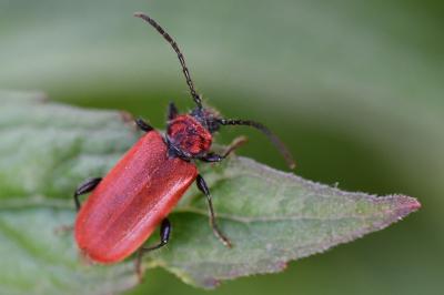<i>Pyrrhidium sanguineum</i>