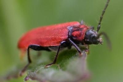 <i>Pyrrhidium sanguineum</i>