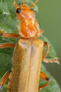 <i>Cantharis</i>