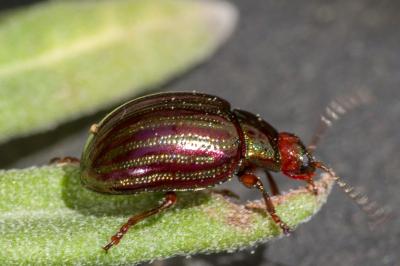 <i>Chrysolina americana</i>
