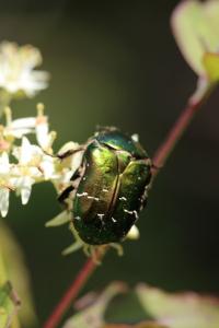 <i>Cetonia aurata</i>