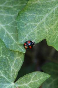 <i>Harmonia axyridis</i>