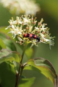 <i>Trichodes</i>