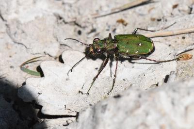 <i>Cicindela campestris</i>