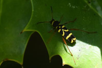 <i>Clytus arietis</i>
