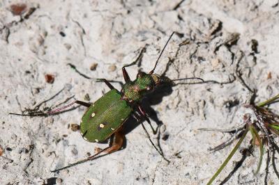 <i>Cicindela campestris</i>