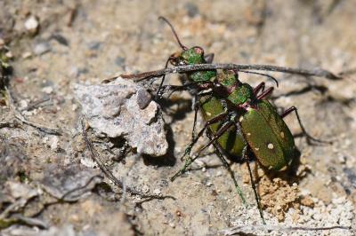 <i>Cicindela campestris</i>