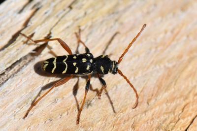 <i>Plagionotus arcuatus</i>