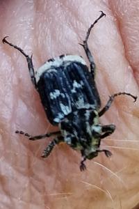<i>Valgus hemipterus</i>