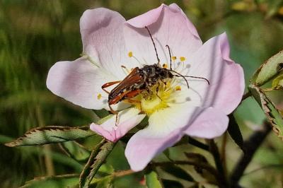 <i>Stenopterus rufus</i>