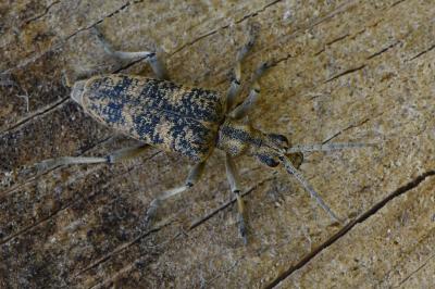 <i>Rhagium sycophanta</i>