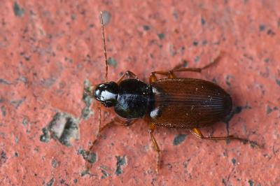 <i>Parophonus mendax</i>