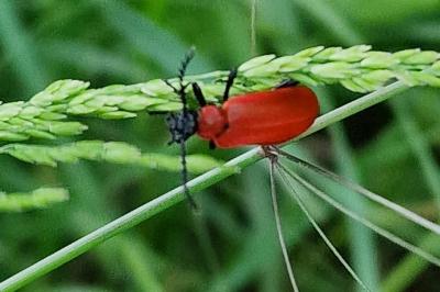 <i>Pyrochroa coccinea</i>