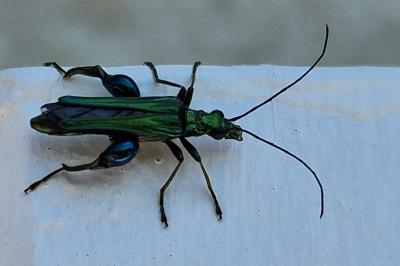 <i>Oedemera nobilis</i>