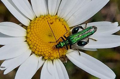 <i>Oedemera nobilis</i>