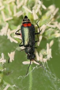 <i>Malachius bipustulatus</i>