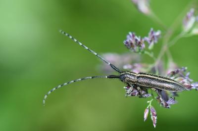 <i>Agapanthia cardui</i>