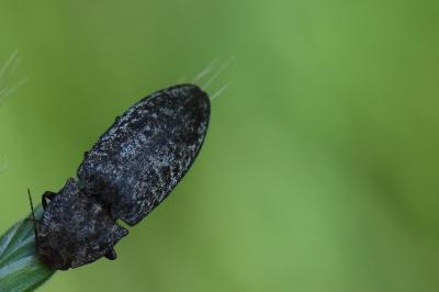 <i>Agrypnus murinus</i>